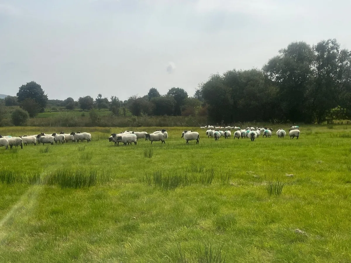 Horned hoggets - Image 2