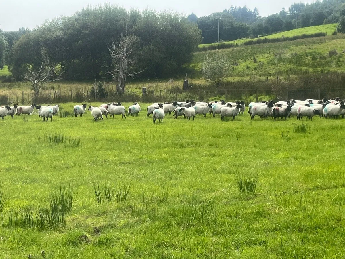 Horned hoggets - Image 3