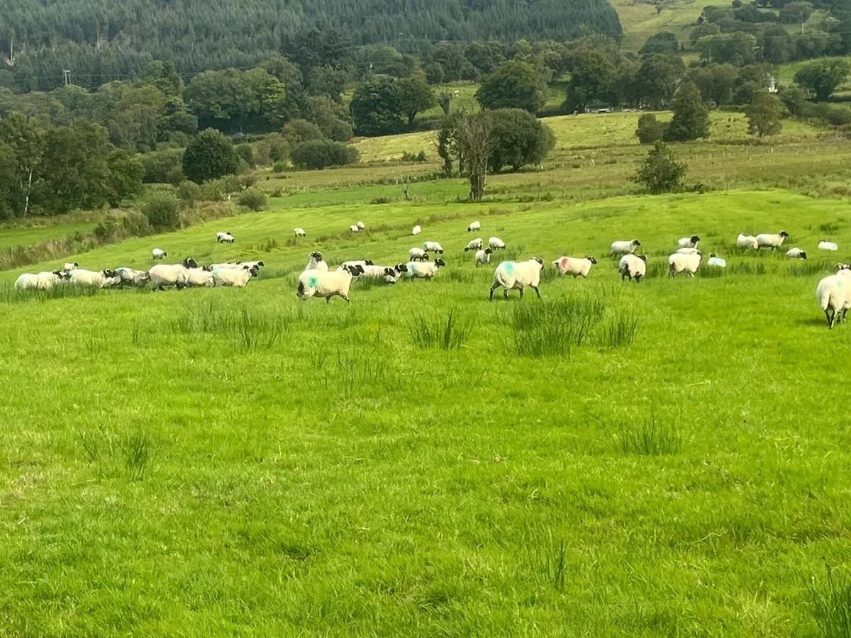Horned hoggets - Image 4