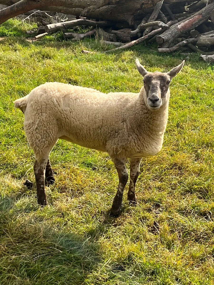 Breeding hoggets - Image 1