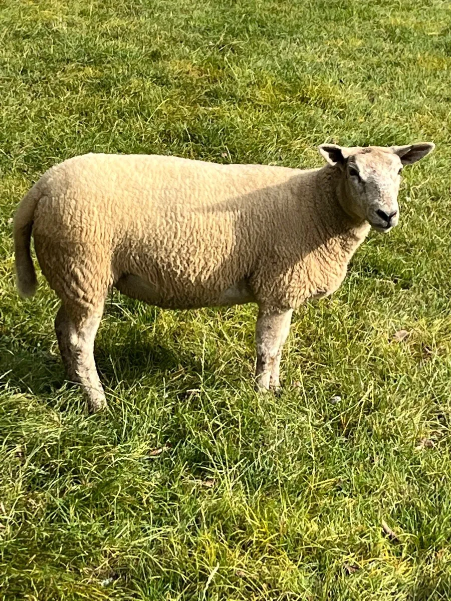 Breeding hoggets - Image 2