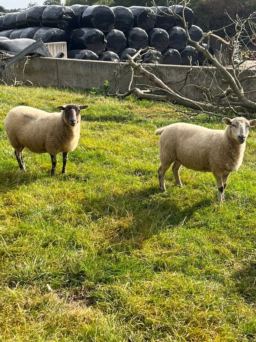 Breeding hoggets - Image 3