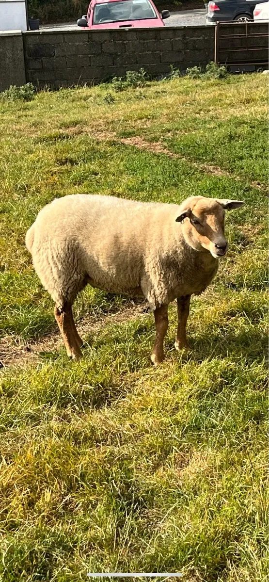 Breeding hoggets - Image 4