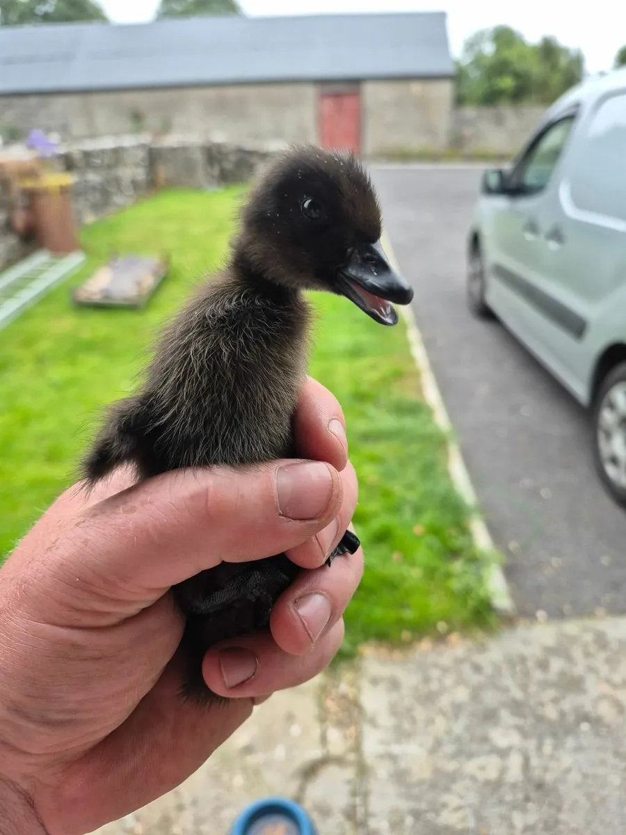 Cayuga ducklings - Image 4