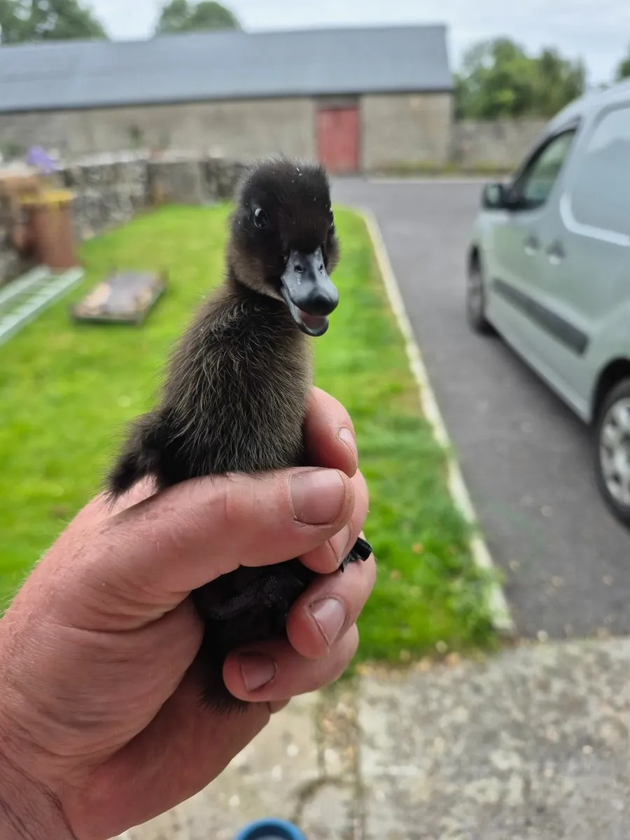Cayuga ducklings - Image 1