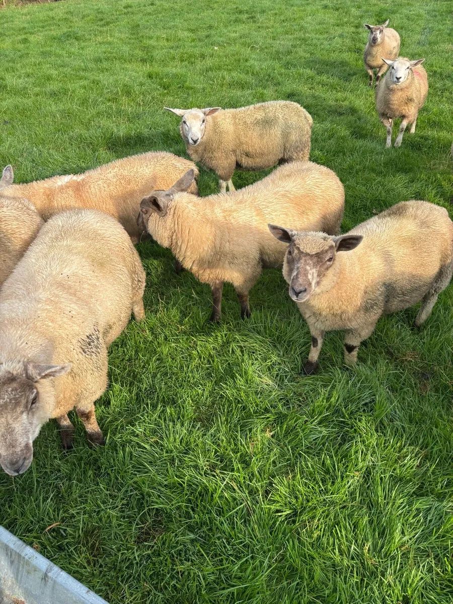 Store lambs - Image 1
