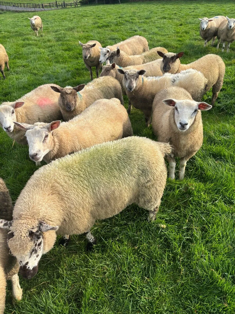 Store lambs - Image 2