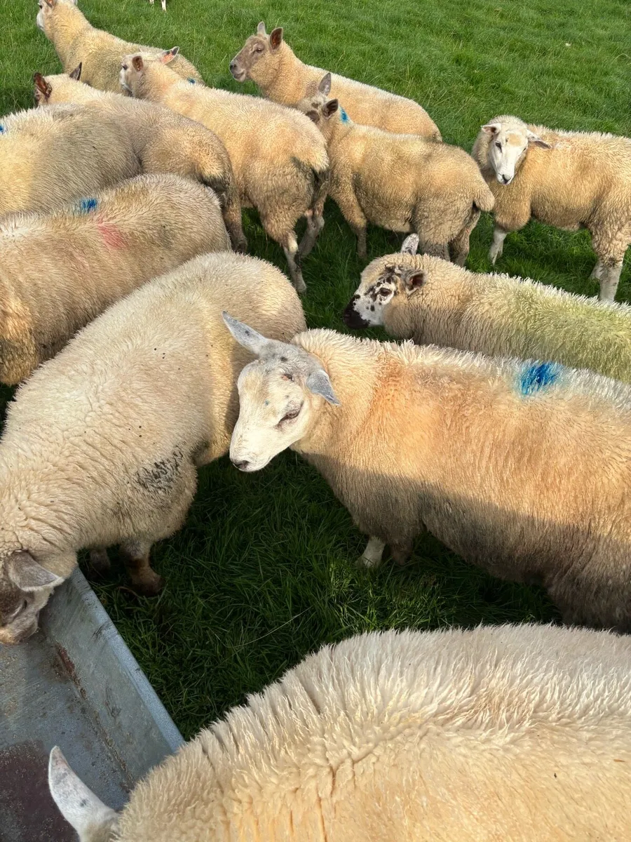 Store lambs - Image 3
