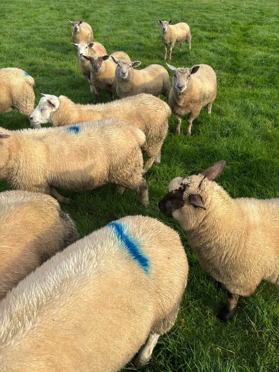 Store lambs - Image 4