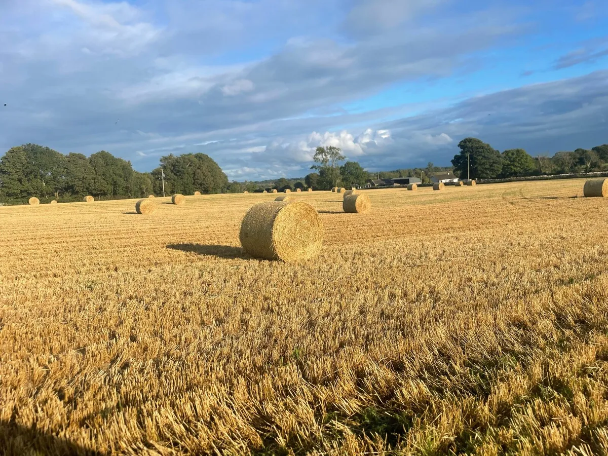 spring barley straw - Image 1