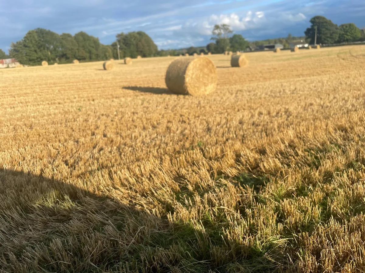 spring barley straw - Image 2