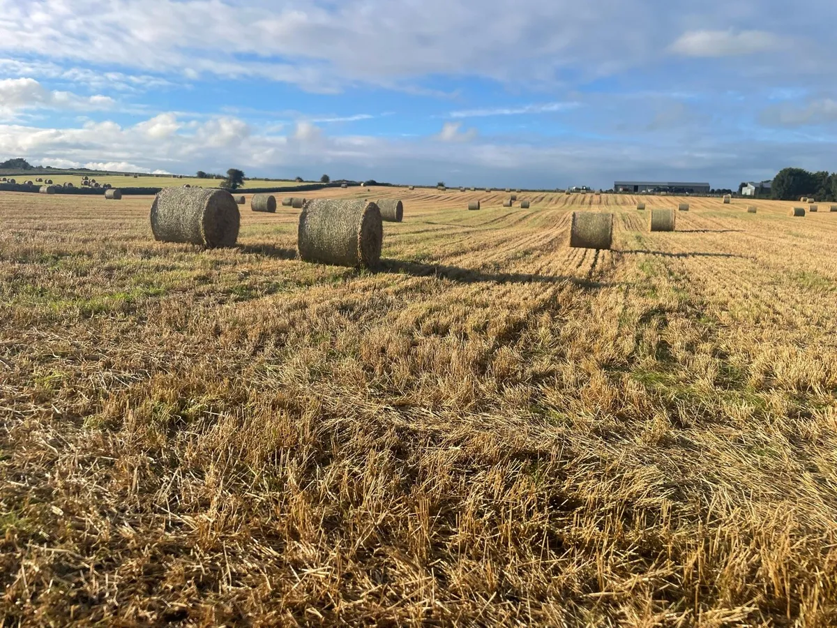 spring barley straw - Image 3
