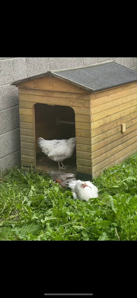 Hens/Chickens - Image 1