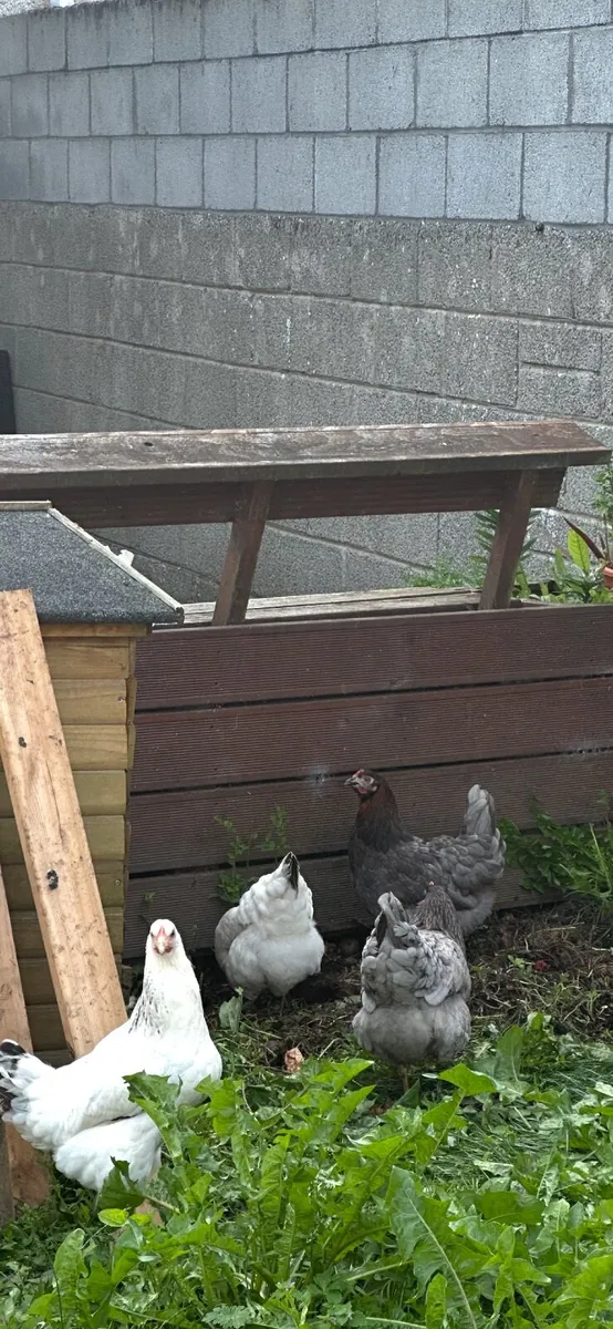 Hens/Chickens - Image 2