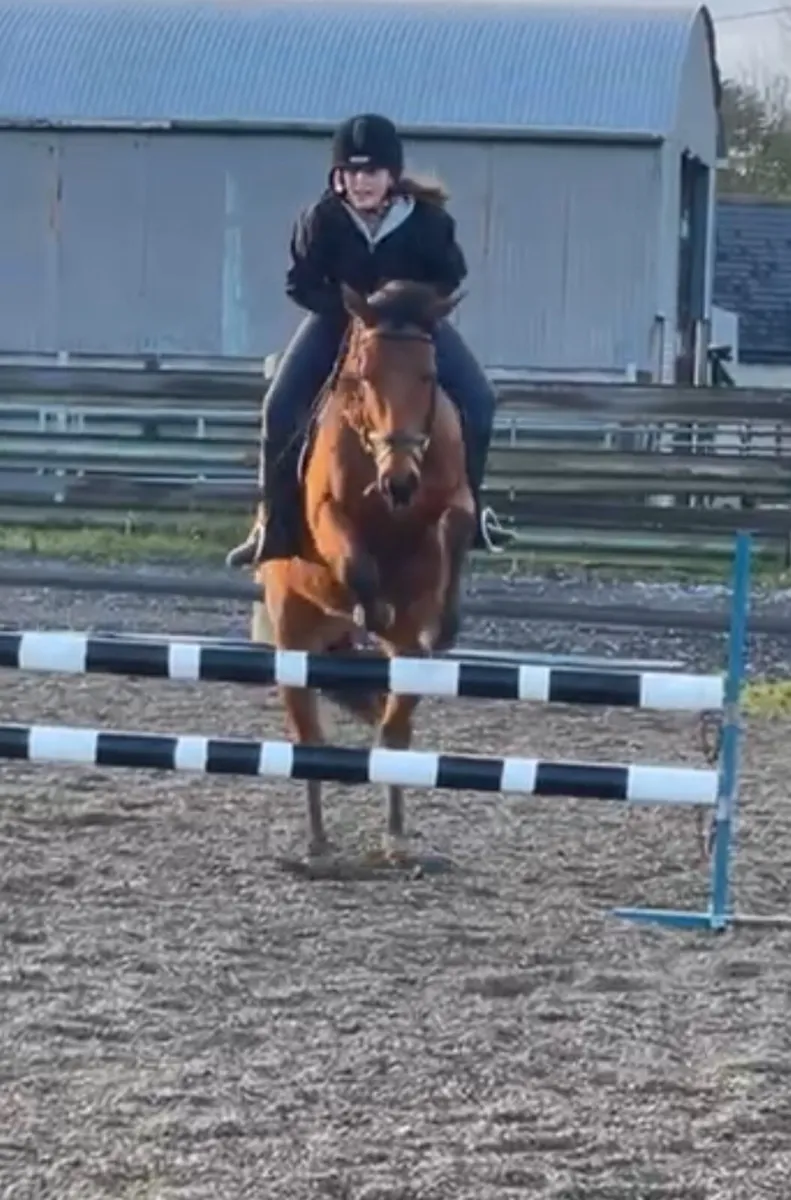 Genuine 16.2hh horse - Image 3