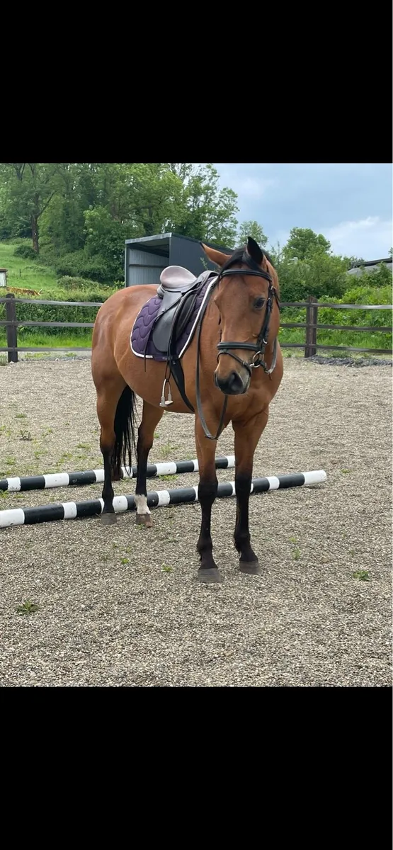 Genuine 16.2hh horse - Image 4