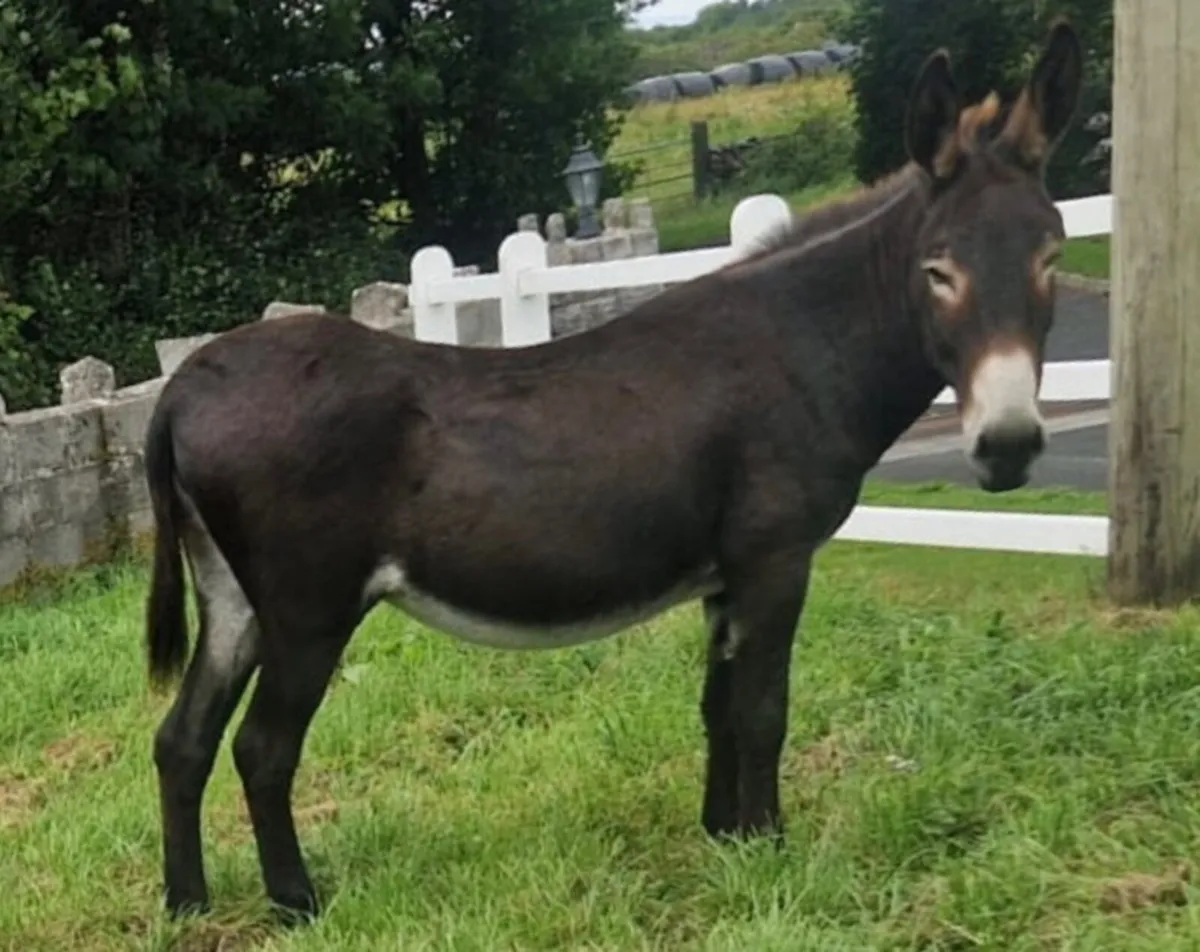 Mare Donkeys - Image 1