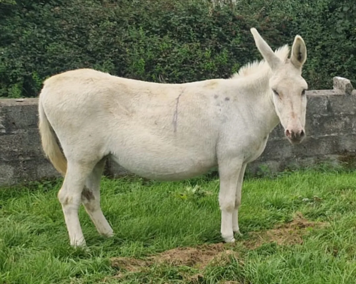 Mare Donkeys - Image 2