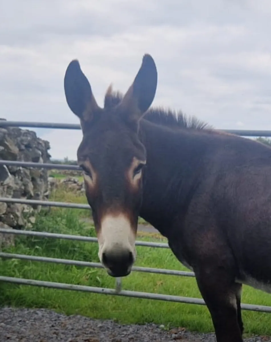 Mare Donkeys - Image 3