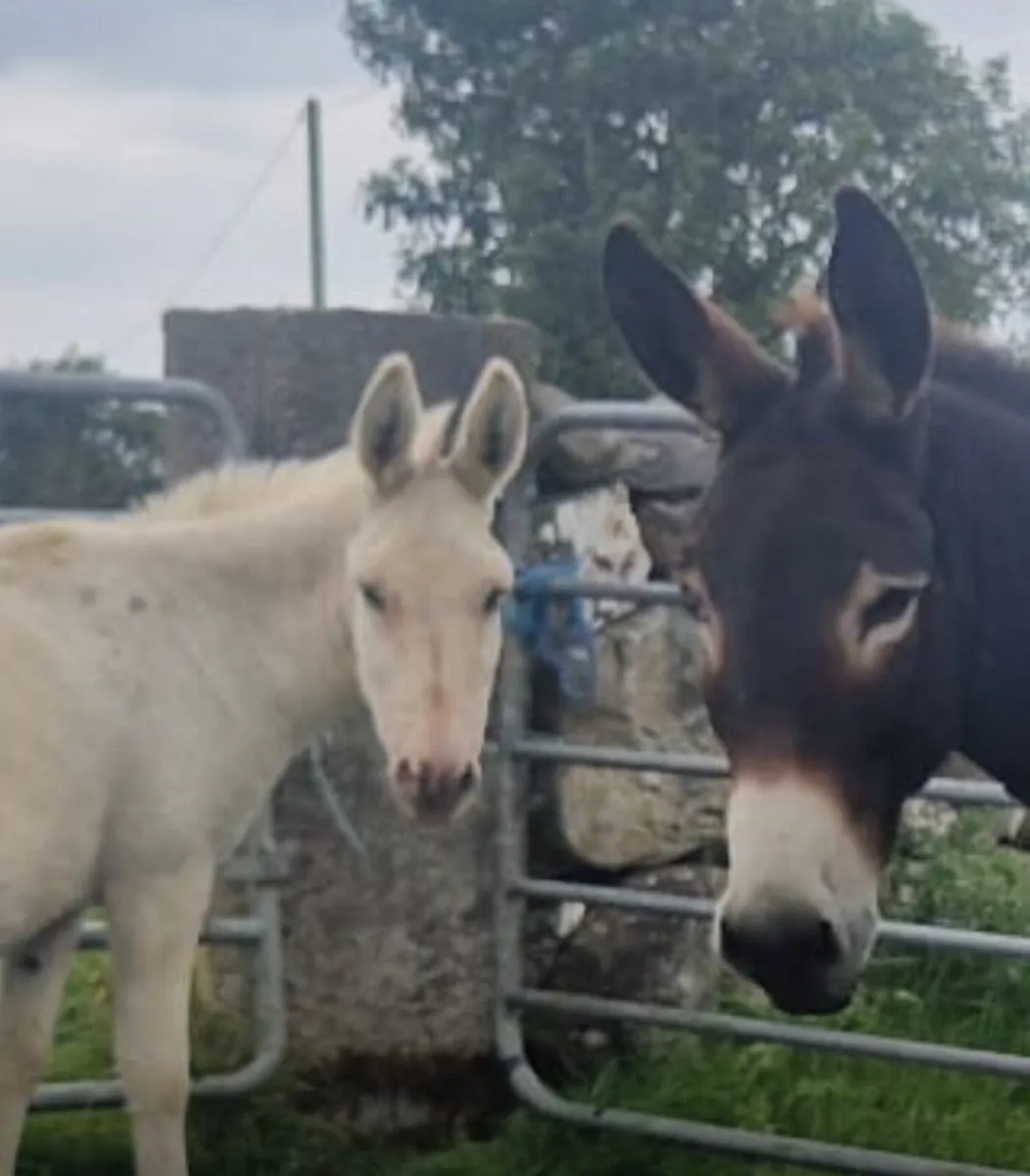 Mare Donkeys - Image 4