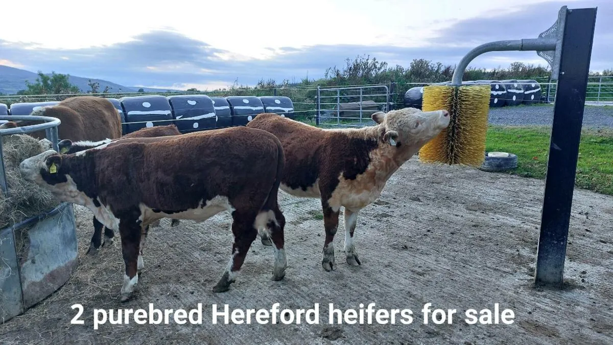 Purebred Hereford Heifers - Image 2