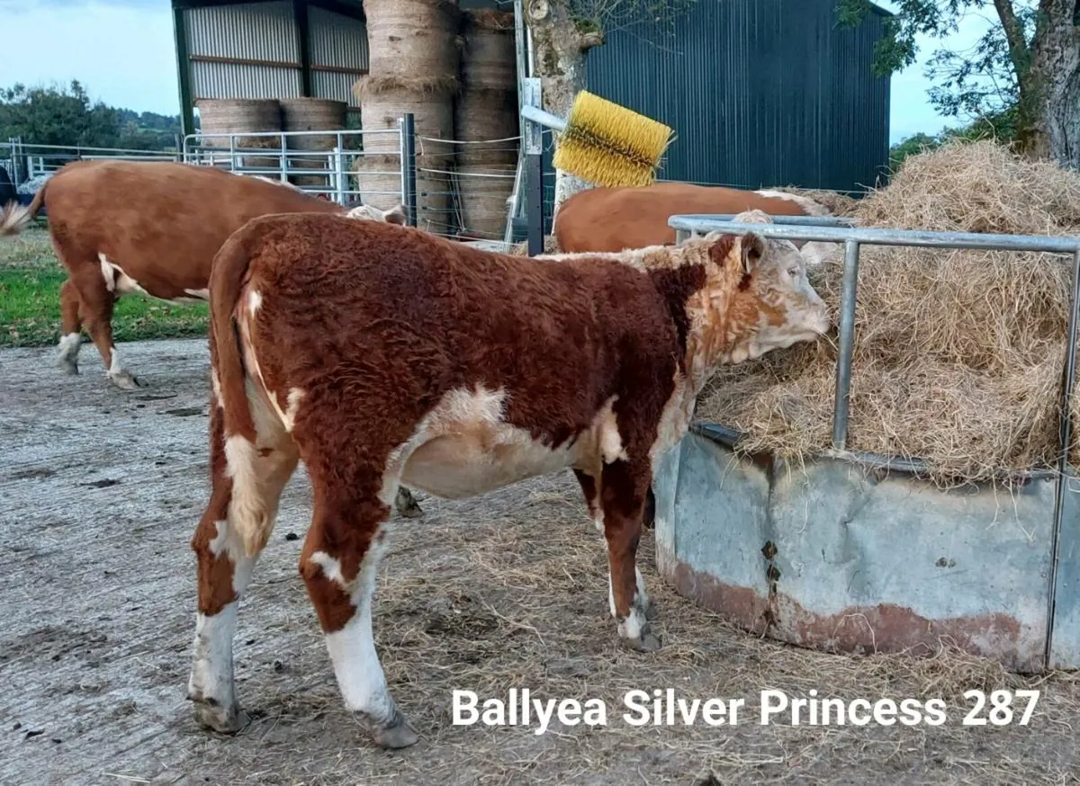 Purebred Hereford Heifers - Image 3