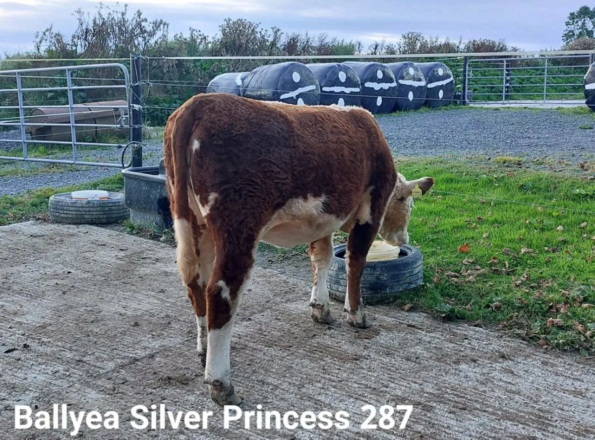 Purebred Hereford Heifers - Image 4
