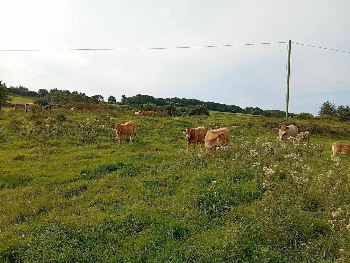 Weanlings aubrac organic - Image 1
