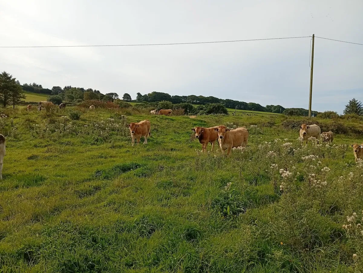 Weanlings aubrac organic - Image 2