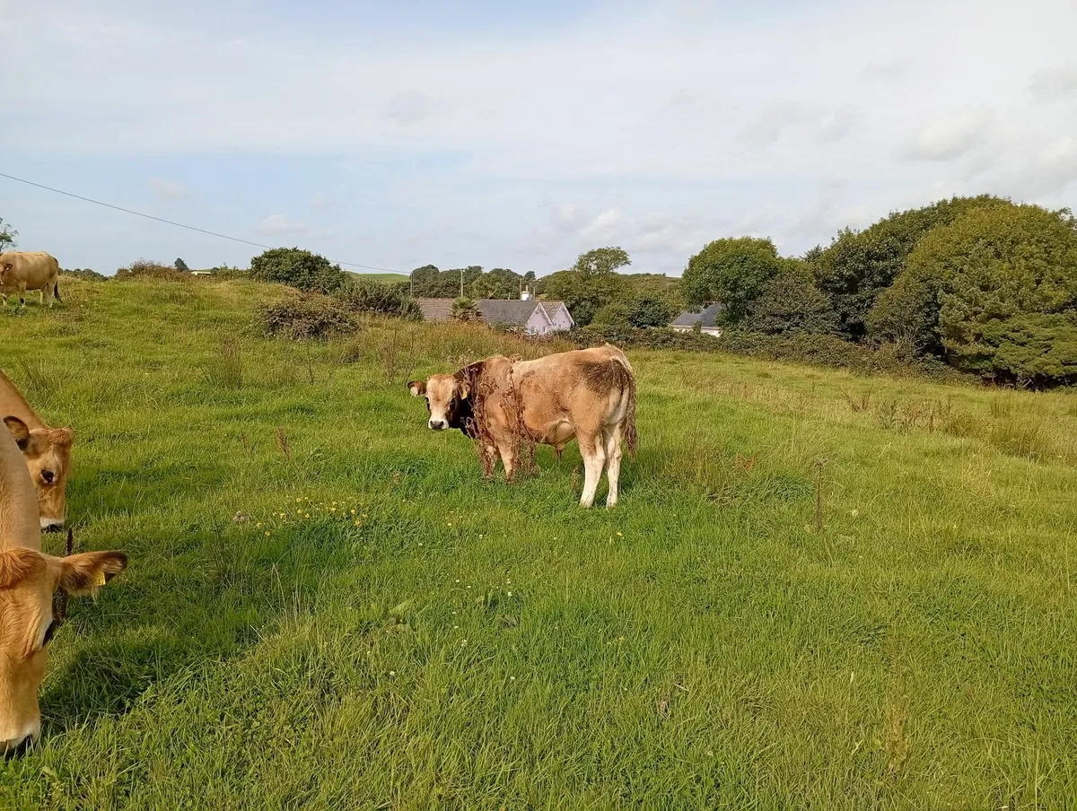 Weanlings aubrac organic - Image 3