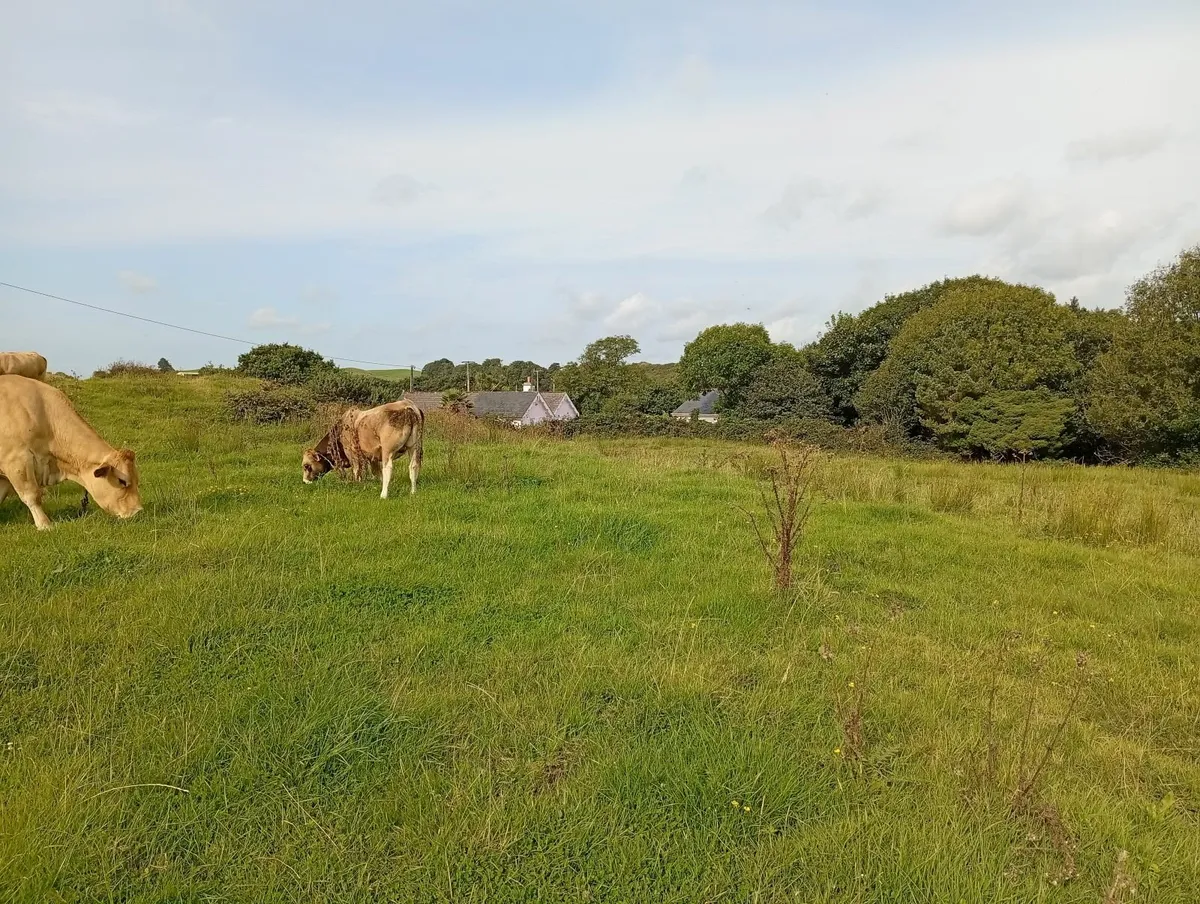 Weanlings aubrac organic - Image 4