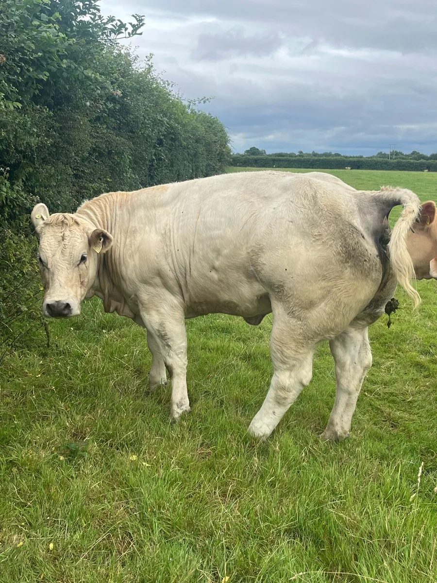 Kilcullen mart SHOW&SALE Dates - Image 2