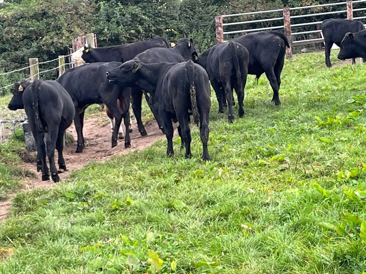 Super AA Bull Weanlings - Image 1