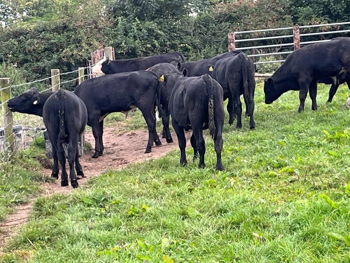 Super AA Bull Weanlings - Image 2