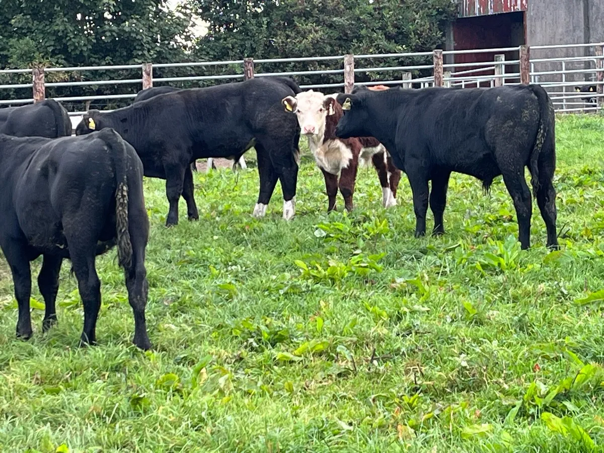 Super AA Bull Weanlings - Image 3