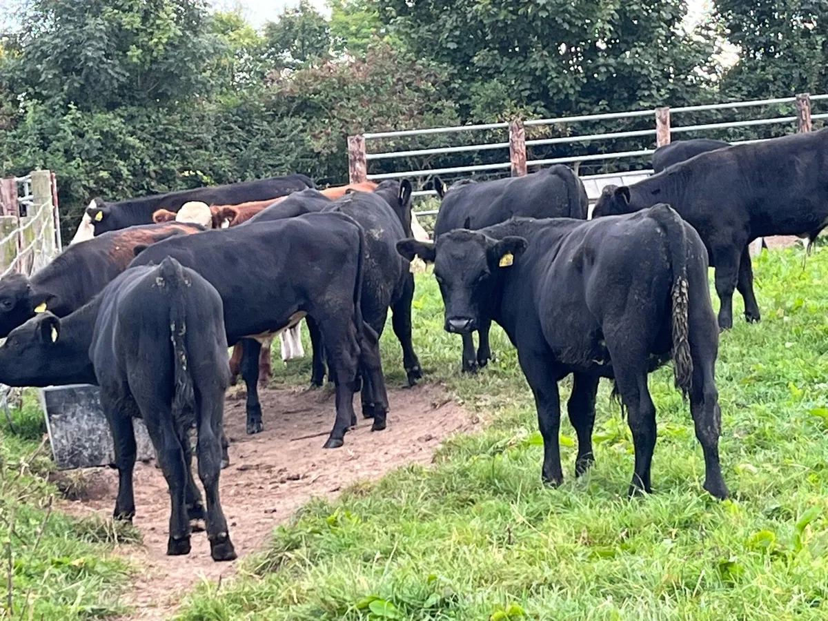 Super AA Bull Weanlings - Image 4