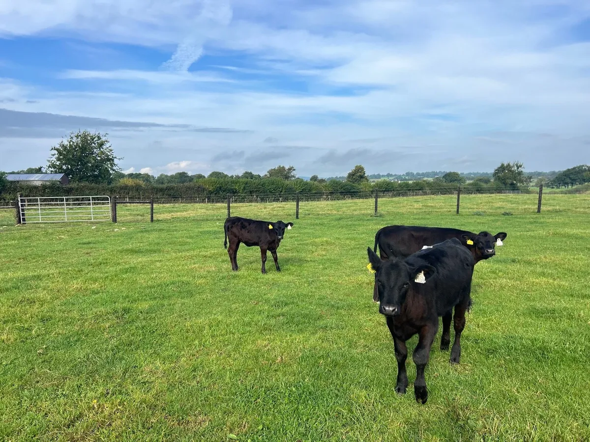 4 super Angus heifer weanlings - Image 1