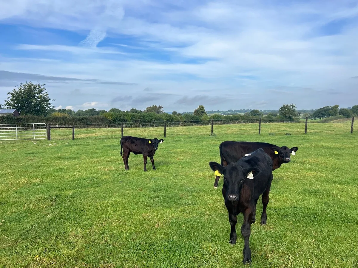 4 super Angus heifer weanlings - Image 2