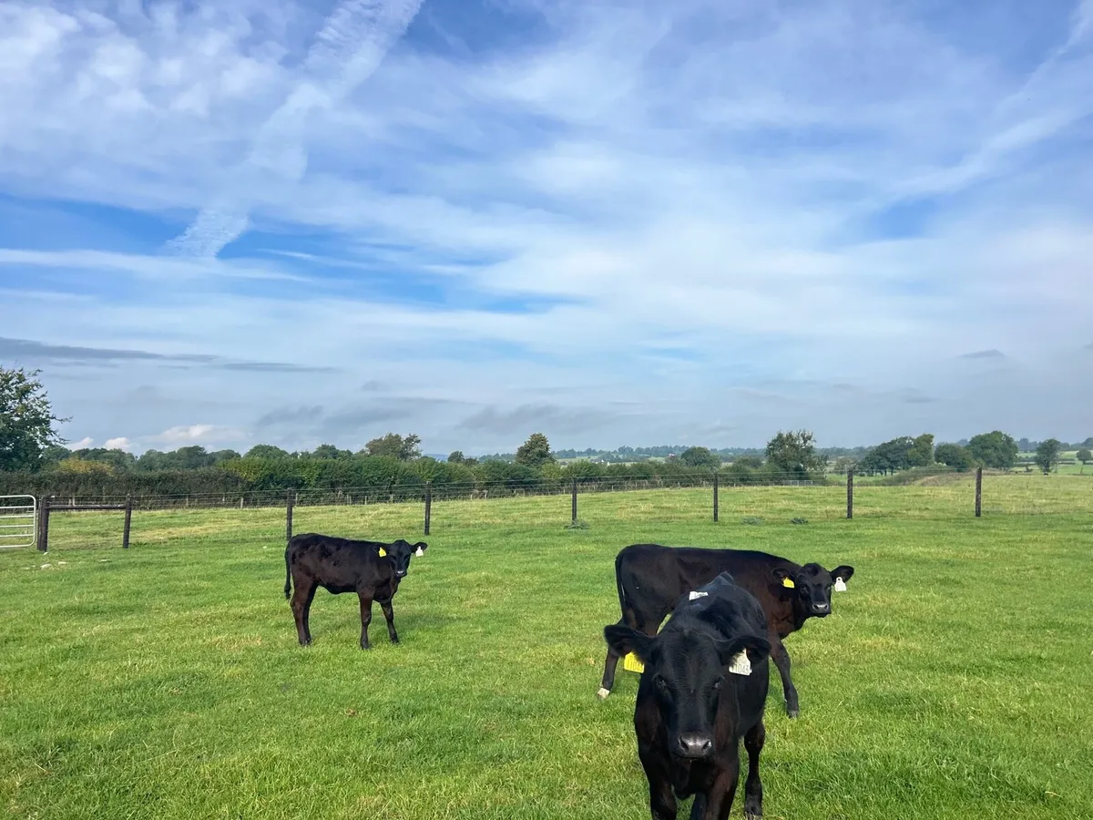 4 super Angus heifer weanlings - Image 3