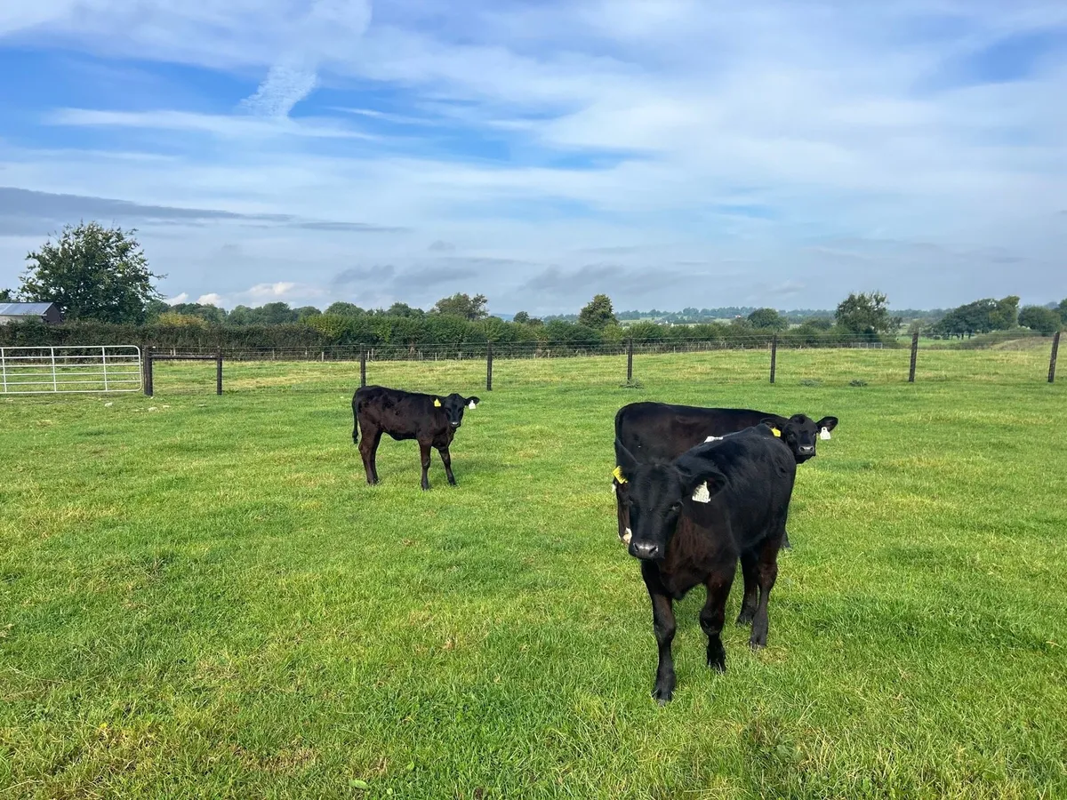 4 super Angus heifer weanlings - Image 4