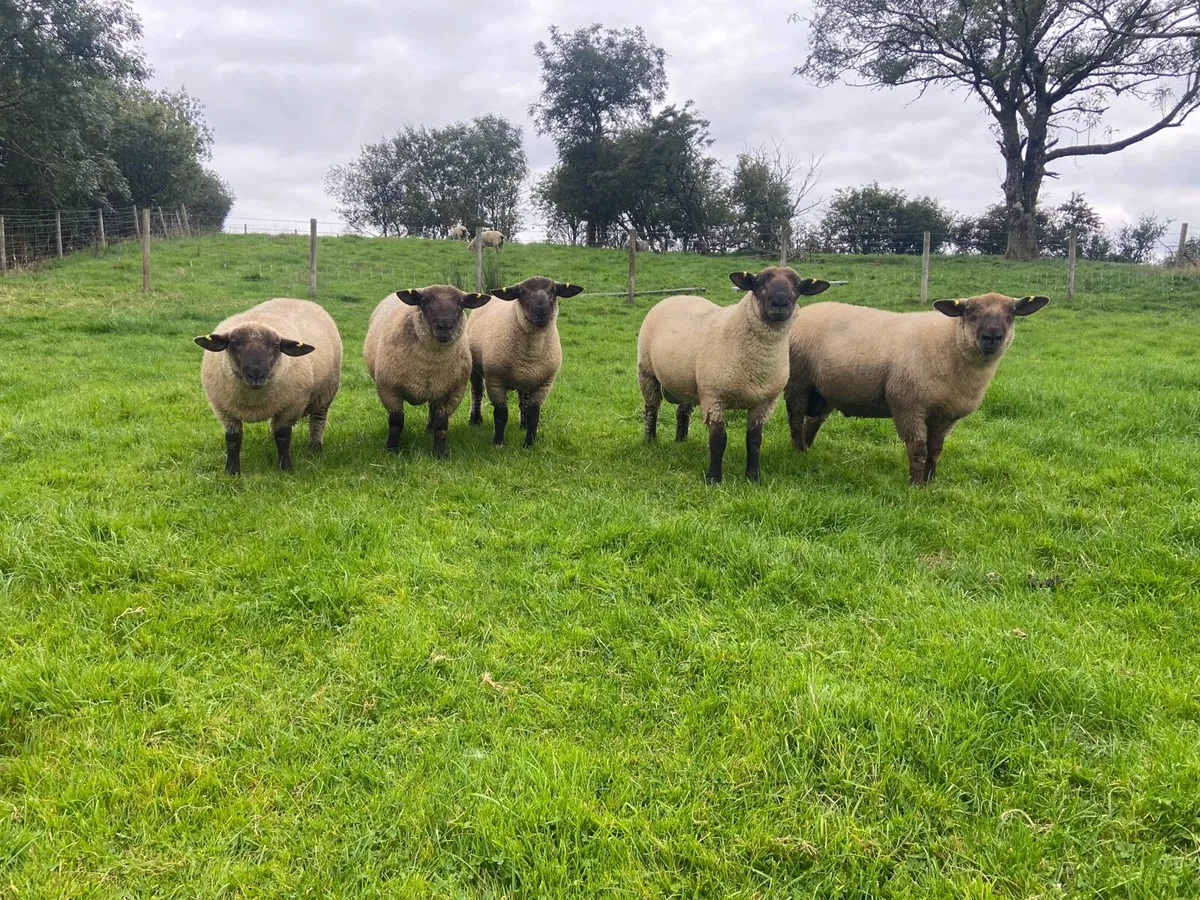 SuffTex Ram Lambs - Image 1