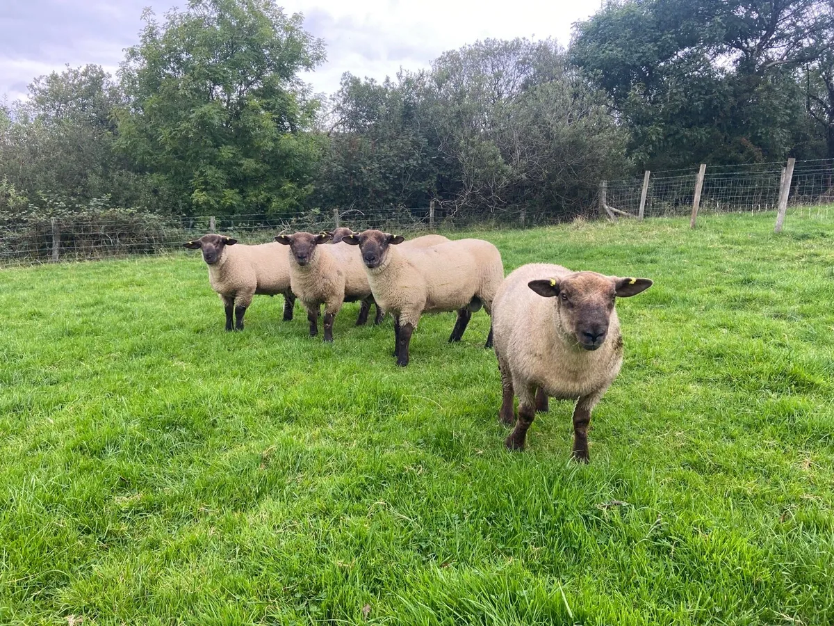 SuffTex Ram Lambs - Image 2