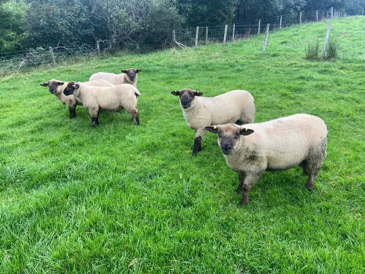 SuffTex Ram Lambs - Image 3