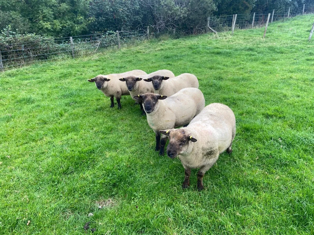 SuffTex Ram Lambs - Image 4