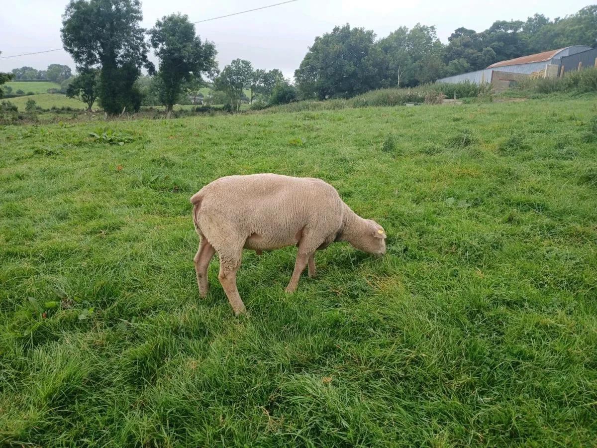 Charollais ram correct right has tipped my ewes - Image 3
