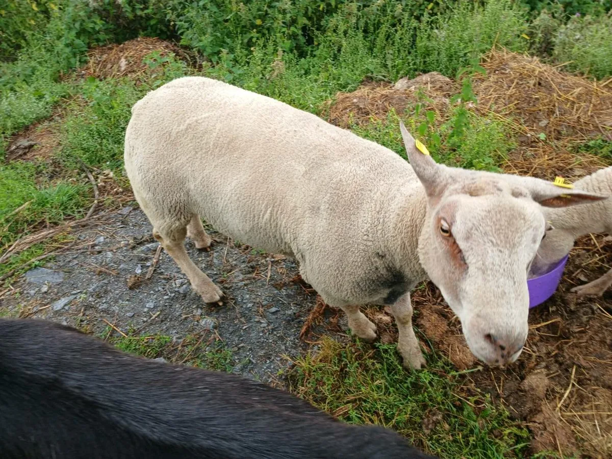 Charollais ram correct right has tipped my ewes - Image 4