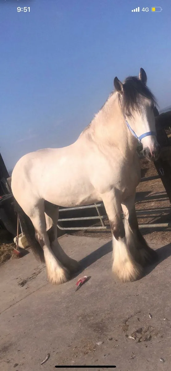 Yearling filly - Image 2