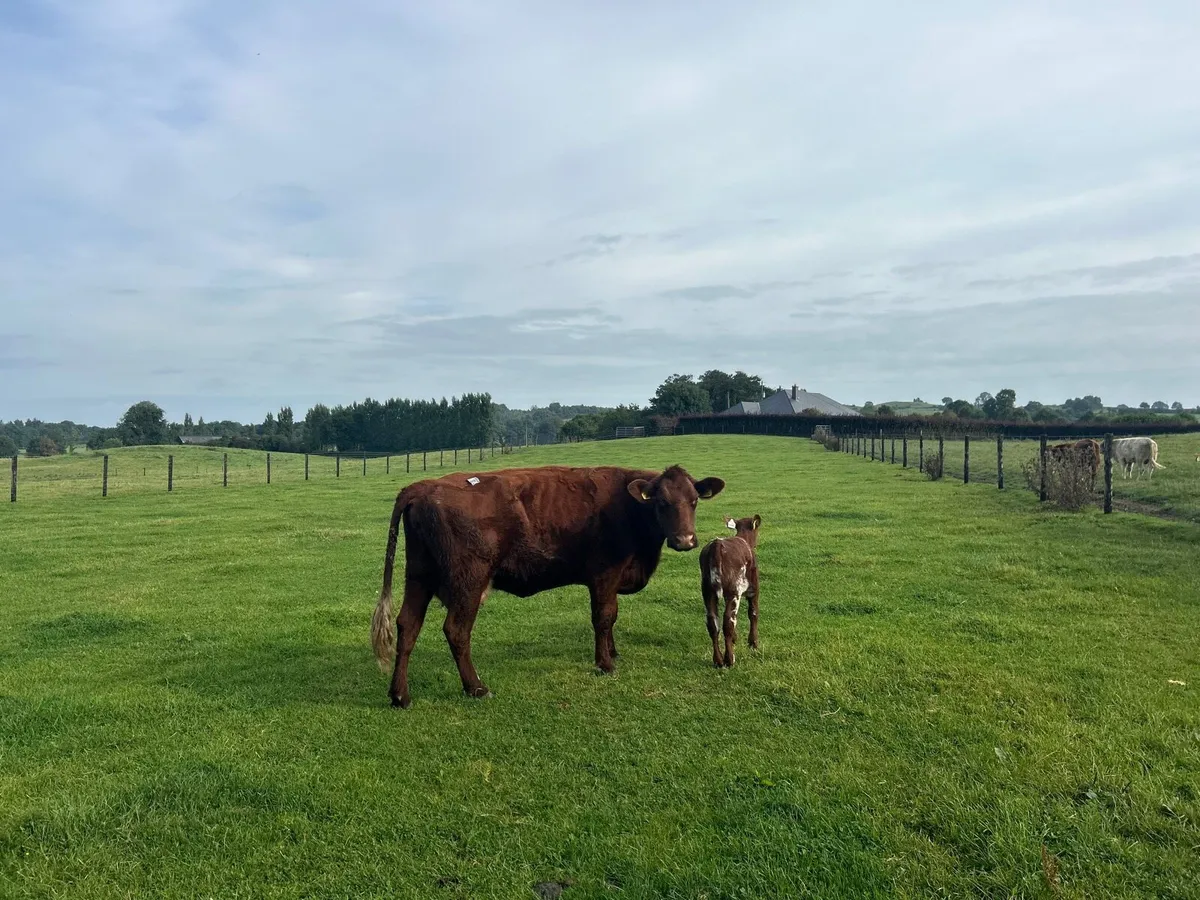 Super second calver  and bull calf - Image 1