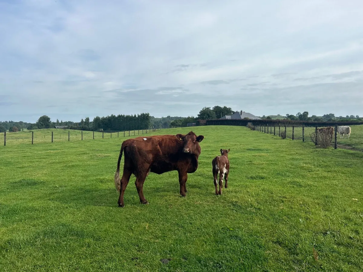 Super second calver  and bull calf - Image 2