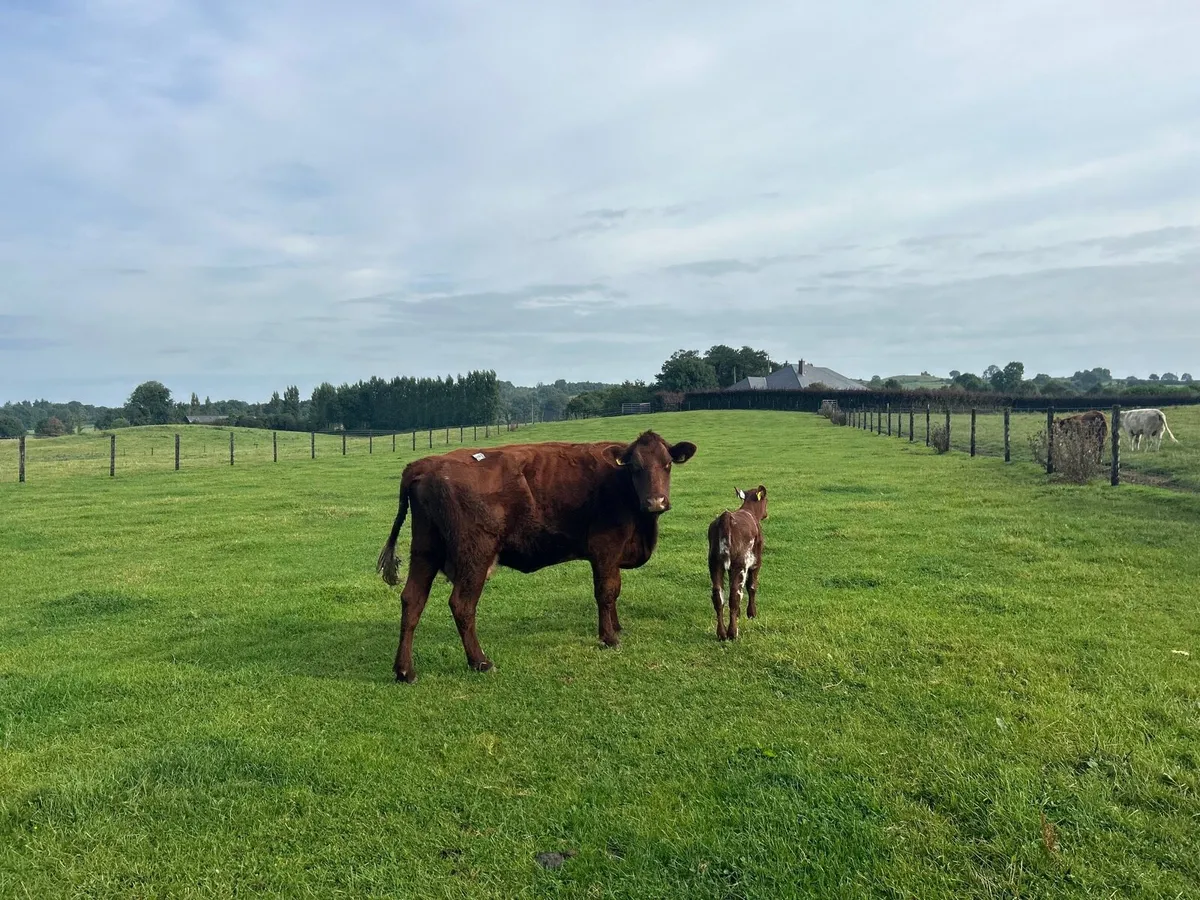 Super second calver  and bull calf - Image 3